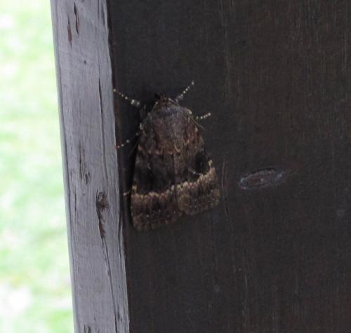 Amphipyra pyramidea